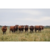 Image 3 : Cornerglen Ranching (Evans) - 6 Red/RBF Angus April/May Calving Bred Heifers (Crestomere, AB)
