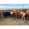 Image 4 : Quarter Circle X Ranch - 850#  February Delivery Steers - 75 Head (Madden, AB)