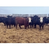 Image 4 : G & B Farms - 935# April Delivery Steers - 64 Head (Deloraine, MB) VBP+