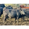 Image 3 : Baintree Angus - 29 Open Cows (Sundre, AB)