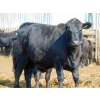 Image 8 : PSV Farms Ltd. - 875# June/July Delivery Heifers - 71 Head (Enchant, AB)