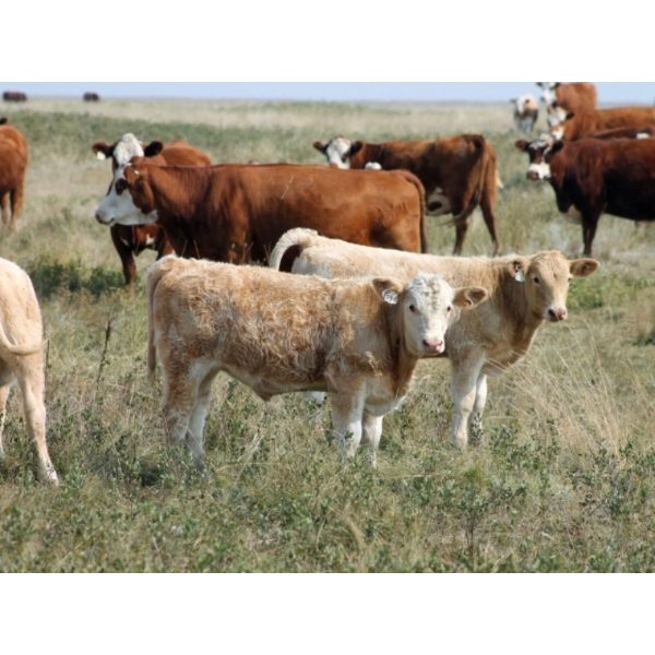 F Nester Ranching - 550# October Delivery Steer Calves - 110 Head (Picture Butte, AB) VBP+