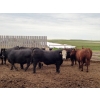 Image 2 : Hillsvale Farming Co. - 40 Angus/Angus X Fed Steers (Cut Knife, SK)