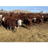 Image 2 : Stankievech Ranches - 680# January Delivery Steers - 90 Head (Trochu, AB)