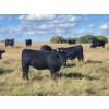 Image 2 : Colton Battrum - 20 Black Heifers