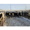 Image 8 : High Prairie Ltd. (Leonard Parke) - 11 Black Heifers (Pen 533 - 535)