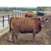 Image 3 : Cunningham Cattle Co. - 1700# June Delivery Fed Cows - 36 Head (Sundre, AB)