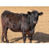 Image 5 : Van Hal Livestock Inc. - 700# May Delivery Heifers - 75 Head (Seven Persons, AB)