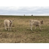 Image 7 : C & L Livestock - 18 Red 2nd & 3rd Calf 3-Way Pairs (Edam, SK) VBP+