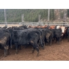 Image 6 : Frolek Cattle Co. - 730# March/April Delivery Heifers - 85 Head (Knutsford, BC)