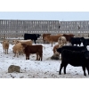 Image 2 : Franklin Cattle Co. - 550# February Delivery Heifers - 82 Head (Grenfell, SK)