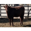 Image 7 : Two River Ranch - 935# Dec/Jan Delivery Heifers - 345 Head (Monarch, AB)