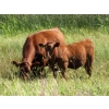 Image 2 : Evans Family (Gary, Carla & Keith) - 600# Steer Calves - 100 Head (Bassano, AB)