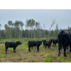 Jacobsen Family Ranch - 520# November Delivery Heifer Calves - 80 Head (Williams Lake, BC)