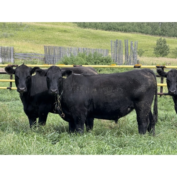 Carlyle Cattle Company - 1050# August Delivery Grass Steers - 40 Head (Blackfalds, AB)
