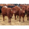 Image 2 : Hebert Livestock Ventures - 665# March Delivery Heifers - 120 Head (Wawota, SK) VBP+
