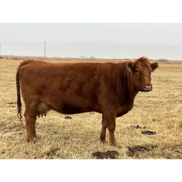 Jerri Fletcher - 3 Red Cows (Pen 537)