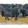 Image 9 : Bruce & Heather Clayton - 580# December Delivery Heifer Calves - 105 Head (Strathmore, AB)