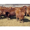 Image 4 : Darren Wagner - 22 Red Angus X Replacement Heifers (Lancer, SK)