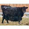 Image 3 : Blue Moon Cattle Co. - 830# March Delivery Weaned Heifers - 65 Head (Irricana, AB)
