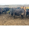 Image 7 : Wade Fewings - 850# April Delivery Steers - 70 Head (Pierson, MB) VBP+