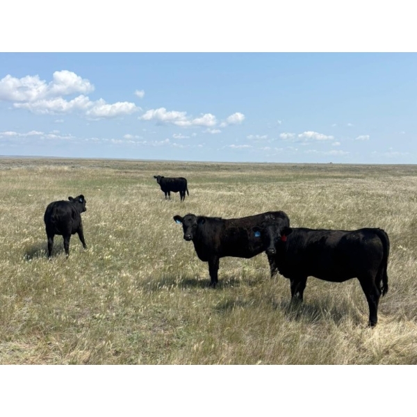 Franz Land & Cattle - 930# August Delivery Grass Heifers - 124 Head (Onefour, AB)