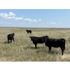 Image 1 : Franz Land & Cattle - 930# August Delivery Grass Heifers - 124 Head (Onefour, AB)