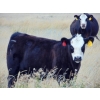 Image 3 : Cody Plumb - 640# Steer Calves - 35 Head (Enchant, AB)