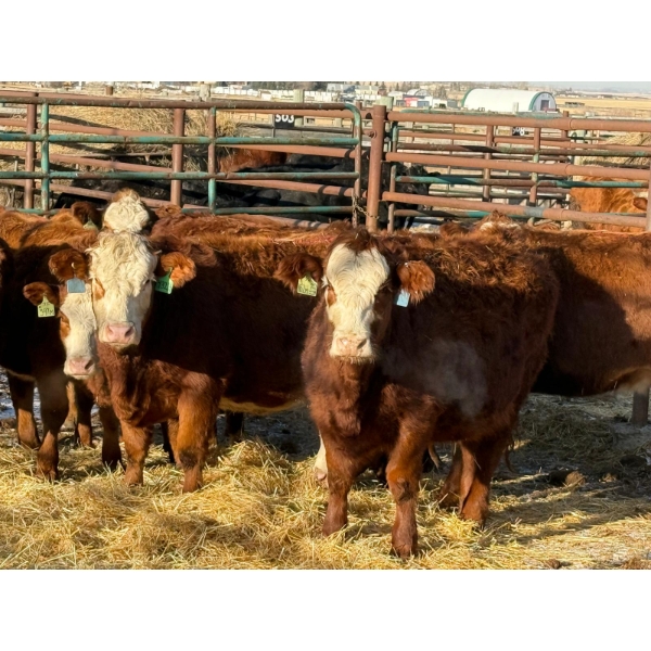 Fox Cattle Co. - 8 Bred Heifers (Pen 422)