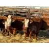 Image 1 : Fox Cattle Co. - 8 Bred Heifers (Pen 422)
