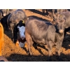 Image 4 : Rob Mossey - 1000# September Delivery Heifers - 60 Head (Vauxhall, AB)