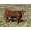 Image 9 : Clear Lake Farming Co. - 650# October Delivery Steer Calves - 60 Head (Stavely, AB)