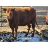 Image 2 : Fox Cattle Co. - 4 Bred Heifers (Pen 514)