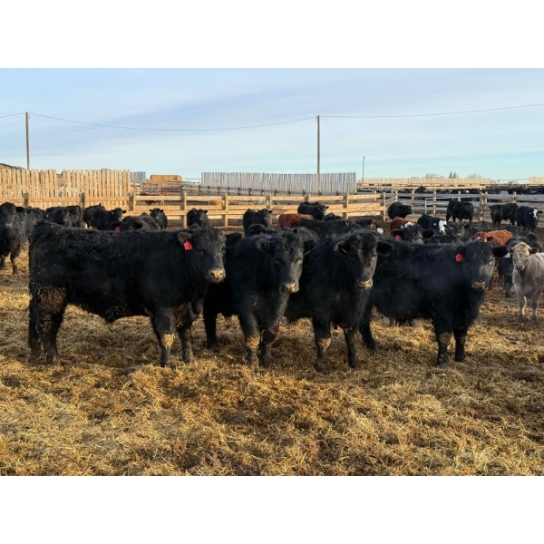 Justin Tateson - 1000# February Delivery Steers - 62 Head (Scandia, AB)