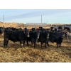 Image 1 : Justin Tateson - 1000# February Delivery Steers - 62 Head (Scandia, AB)