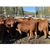 Image 2 : Alta Bar Ranch - 600# October Delivery Steer Calves - 100 Head (Rimbey, AB)