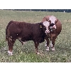 Image 3 : Jason & Jenna Packer - 800# Steer Calves - 140 Head (Sundre, AB)