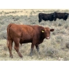 Image 7 : Rafter C Cattle Co. - 965# September Delivery Grass Steers - 62 Head (Lafleche, SK)