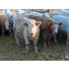 Image 6 : Munro Farms - 830# March Delivery Heifers - 75 Head (Kelwood, MB)