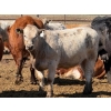 Image 3 : Dennis Bjelland - 975# May Delivery Heifers - 45 Head (Patricia, AB)