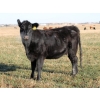 Image 5 : A&S Farms - 20 Black April/May 2nd Calf Cows (Picture Butte, AB)