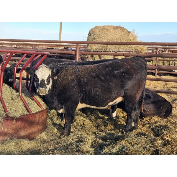 Back Forty Enterprises - 3 BWF Heifers (Pen 326)