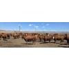 Image 4 : Cattlewood Farms Ltd. - 810# June/July Delivery Heifers - 77 Head (Fincastle, AB)