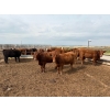 Image 6 : Roseburn Ranches - 980# October Delivery Heifers - 175 Head (High River, AB)