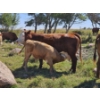 Image 5 : Johnston Ranches - 690# October Delivery Steer Calves - 80 Head (Cereal, AB)