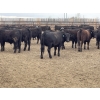 Image 10 : Lone Star Cattle Co. - 1030# May Delivery Steers - 305 Head (Strathmore, AB)