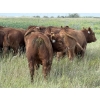 Image 17 : Sheldon Reimer - 940# September Delivery Grass Heifers - 325 Head (Cromer, MB)