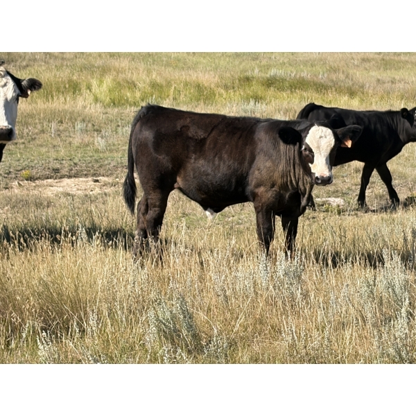 Rommens Farm Ltd. - 575# October Delivery Steer Calves - 65 Head (Brooks, AB)