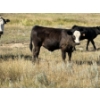 Image 1 : Rommens Farm Ltd. - 575# October Delivery Steer Calves - 65 Head (Brooks, AB)