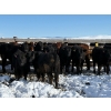 Image 3 : Antelope Butte Ranch - 744# March Delivery Steers - 82 Head (Lundbreck, AB) VBP+